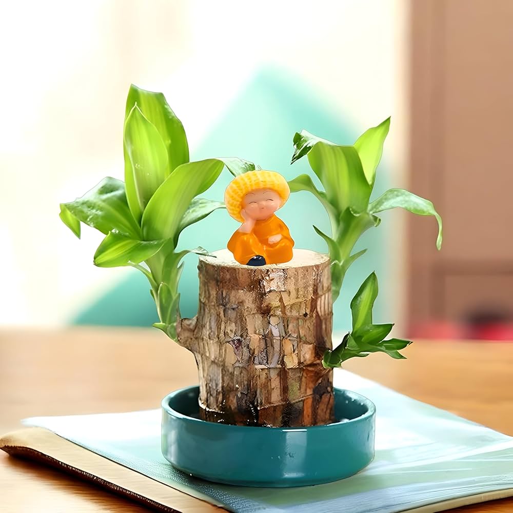Brazilian Lucky Wood, Mini Home Plant Decorations