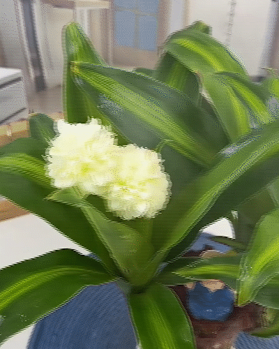 Brazilian Lucky Wood, Mini Home Plant Decorations