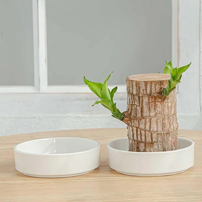 Brazilian Lucky Wood, Mini Home Plant Decorations